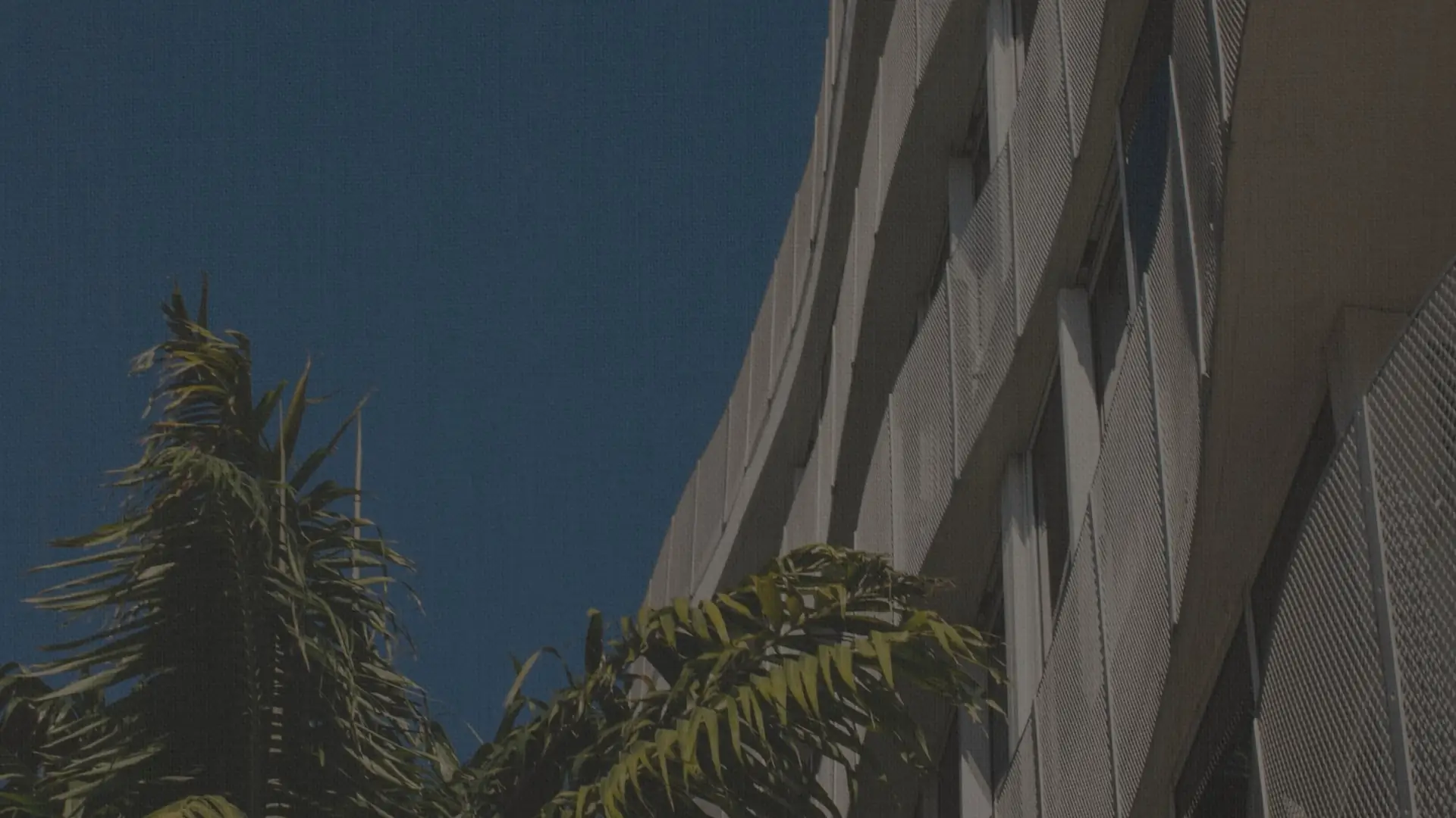 Palm trees beside a modern building